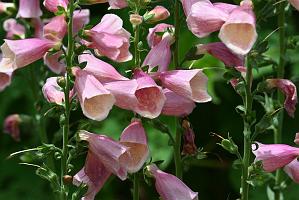 2025-06279172 Broad Meadow Brook, MA